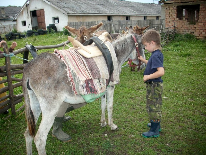 Școala de fermieri de la Cornățel: înveți să dai de mâncare la animale