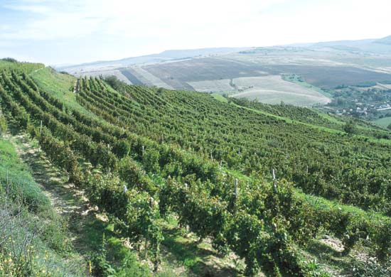 “Weinstrasse” durch die Weinberge des Kokel Tals
