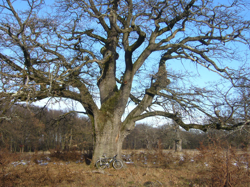 Paradis natural: Stejarii de 800 de ani de la Breite, Sighișoara