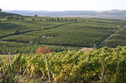 Vinul de Hoghilag, emblematic pentru intreaga Transilvania