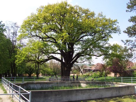 Legenda Stejarului lui Avram Iancu, un batran de 600 de ani